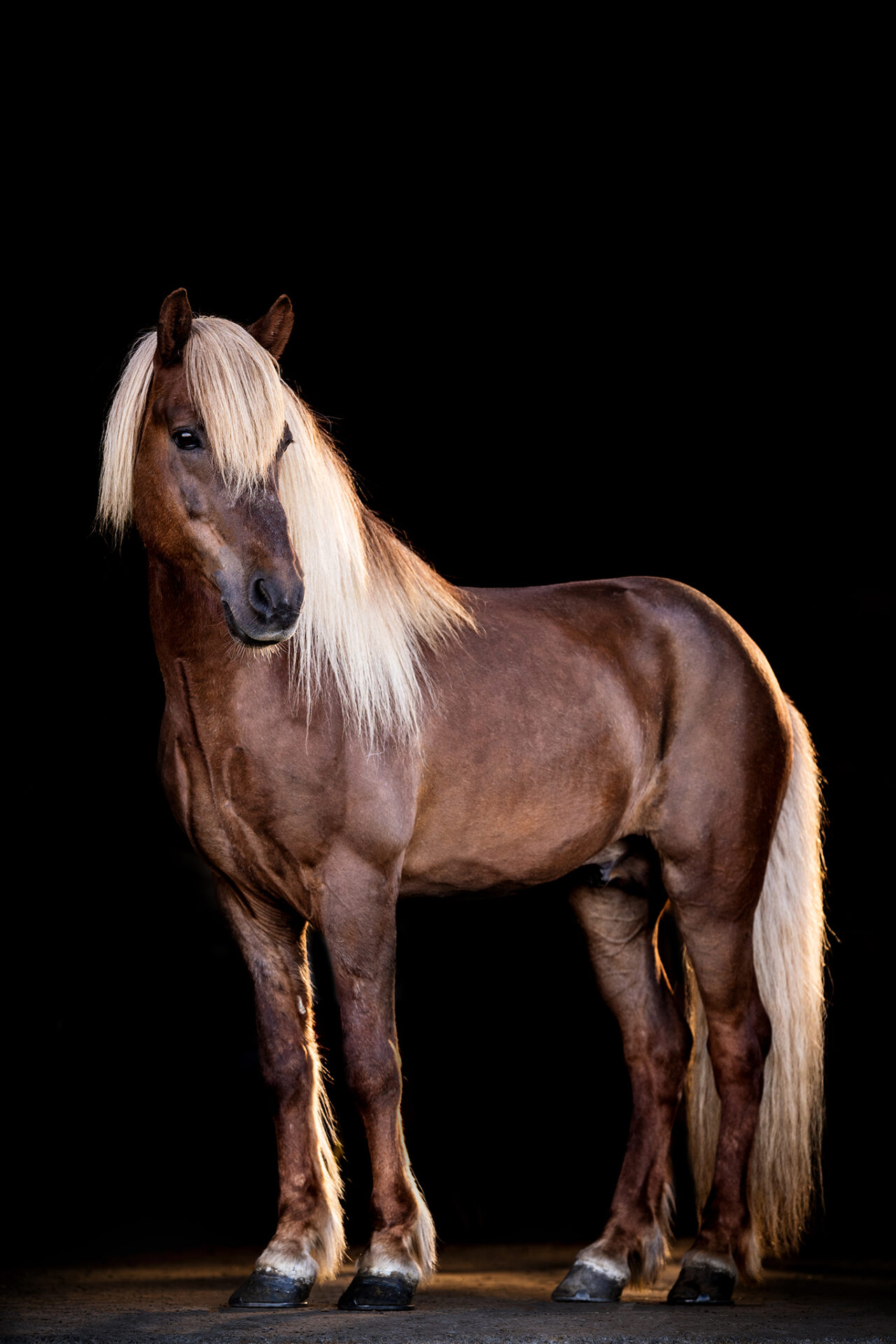 ACHTUNG neuer TERMIN! Kostenloses Online Seminar mit Viktoria Große am 10.02.2026 um 19 Uhr